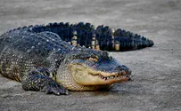 Man who entered crocodile exhibit 'didn't know it's dangerous'