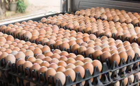 Security forces foil attempt to smuggle 180 trays of eggs
