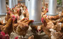 Israel genetically modifies chickens to lay female eggs only