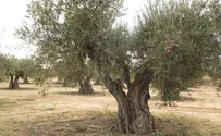 Olive trees first domesticated 7,000 years ago