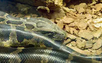 Pennsylvania man strangled to death by pet boa constrictor