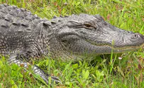Florida dog rescued from 12-foot alligator’s jaws by owner