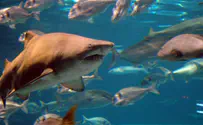 Shark kills American cruise passenger in the Bahamas