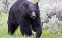 Bear hangs from Colorado home 2nd-story window