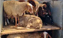 27 sheep discovered in trailer