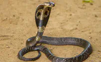 Deadly king cobra escapes Swedish zoo