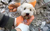 Watch: Small dog rescued from rubble in Turkey
