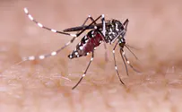 Mosquitoes with West Nile Virus found in southern Israel
