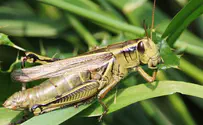 Career coaching in the parasha:'We looked like grasshoppers...'