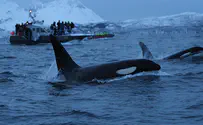 Killer whale attacks on the rise off Spanish coast