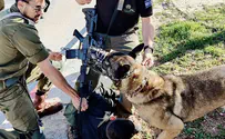 Demand for counterterror dogs growing among security forces