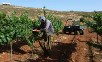 The laws of “Kilei Hakerem” (Crops Grown in a vineyard)