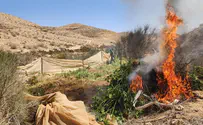 Border Police burn 30,000 drug seedlings
