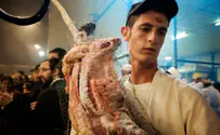 Joining Bandwagon, Denmark Bans Kosher Slaughter