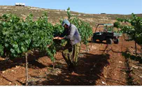 ‘Unending Arab Harassment in Vineyards’ of Shilo Bloc