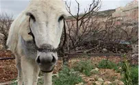 Have You Redeemed a Donkey Today? Reishit Ha'aretz Can Help