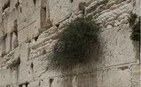 Jerusalem Day: Returning to the Kotel