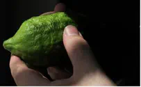 The French Connection: Etrog Smuggler Arrested at BGI Airport