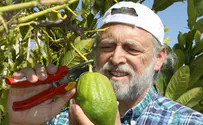 Video Feature: Sukkot - The Land of Israel Becomes Green