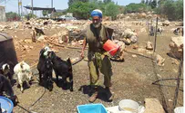 From US Sports Cars to Samarian Sheep: Meet the Jewish Shepherd