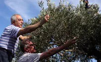 Ashton Picks Olives in Arab Village, ‘Proof Israel Should Go’