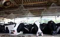 Report Indicates Milk Consumers Are Being Milked