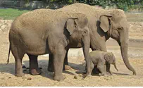Video: Elephant Born in Safari Park