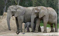 Negev Elephant Park a No Go Due to Bureaucratic Snafu