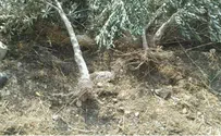 Arabs Uproot 225 Israeli Olive Trees Near Jerusalem