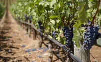 French Jew Pioneers World's Third Kosher Vineyard Outside Israel