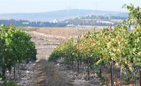 Israeli wine guide boycotts Judea and Samaria