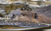 Killer beaver takes man hostage in Latvia