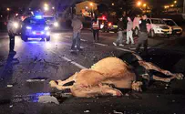 Why are so many people dying in camel accidents?