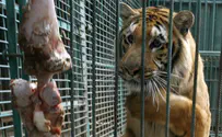 Photos: Gaza's last tiger leaves 'world's worst zoo'