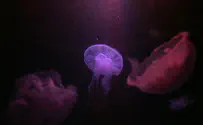 Israel power threatened - by jellyfish
