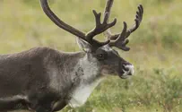 323 reindeer killed by lightning