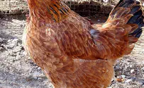 Agriculture Ministry discouraging chicken use for Kapparot  