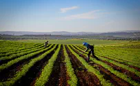 In escalating trade spat, Israel bars PA agricultural exports