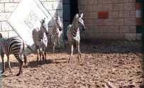 Israel transfers four zebras to Arab zoo in Samaria