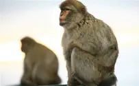 Monkey see, monkey sue: Federal court hears monkey's lawsuit