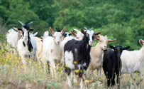 Religious Zionist rabbis urge ban on livestock imports 