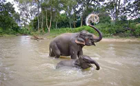 Watch: Mother and aunt save baby elephant