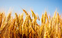 'Improving wheat yield and quality essential for food supply'