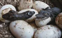 Watch: Baby crocodiles hatch in southern Israel