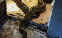 Watch: Snake extricated from car engine cover