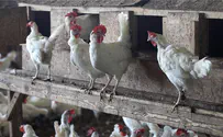 Bedouin suspected of stealing 1,800 chickens