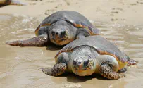 Watch: Israeli volunteers revive turtles following oil spill