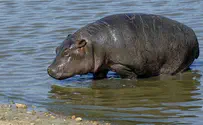 Watch: Hippopotamus leaves safari - and then comes back