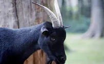 'Black goat' to thrive again in Israel