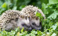 Overweight Israeli hedgehogs go on a diet
